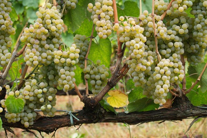 videira de albariño formada en cordón ascendente e podada a cotóns e cotóns-palletas alternantes. O Ribeiro_standar.