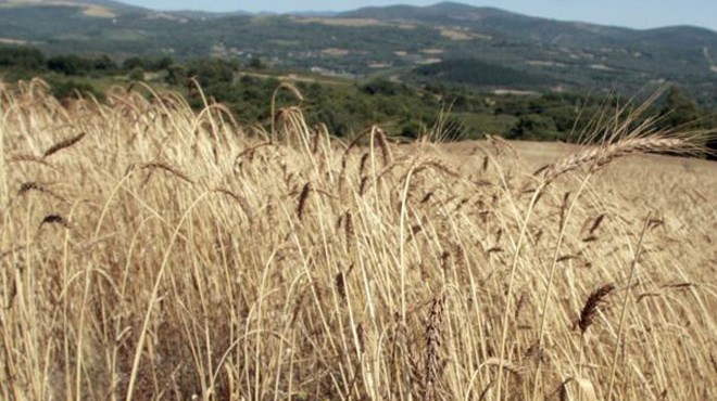 Trigo callobre