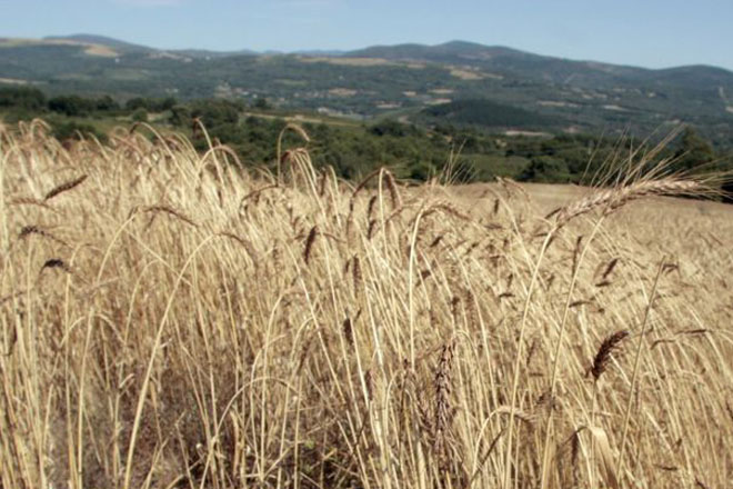 Trigo callobre