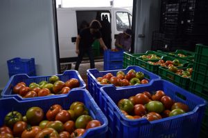 HORTA_DA_LOUSA_TOMATES_02