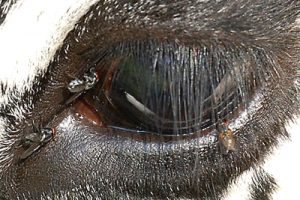 A mosca da cara (Musca autumnalis) produce queratoconxuntivite