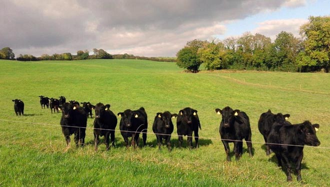vacun carne irlanda apaisado