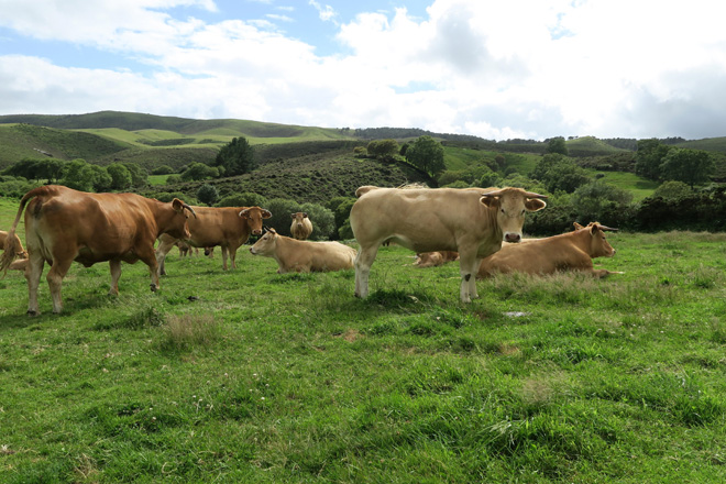 Vacas da cooperativa San Cidre