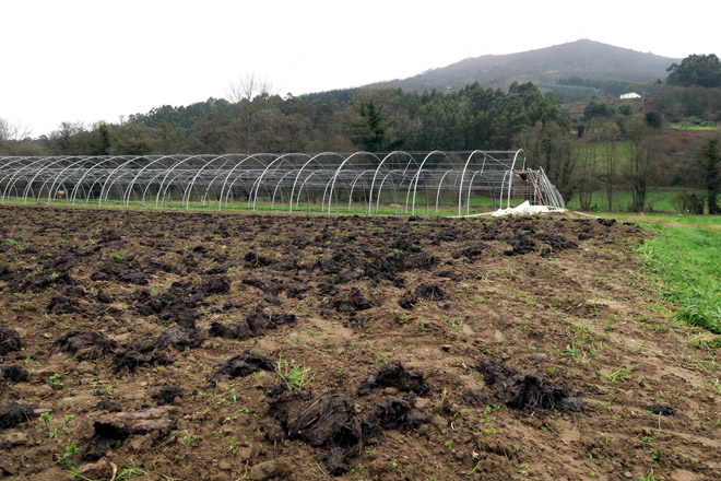 HORTA_MONDOÑEDO_esterco e novos invernadoiros