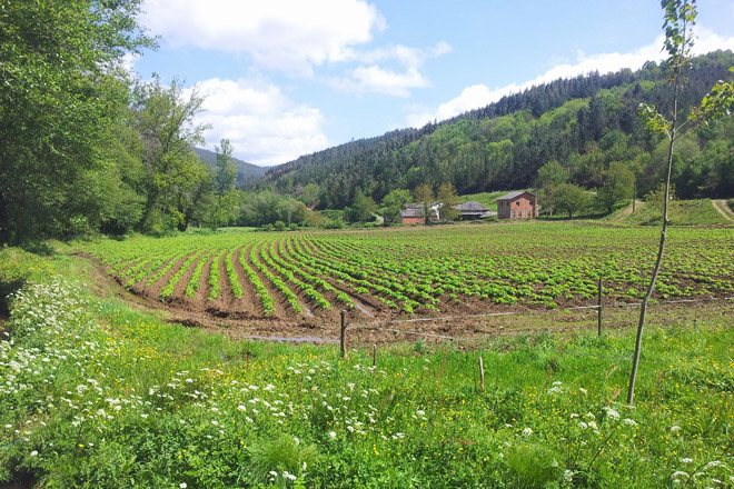 Plantación de patacas en Riotorto no ano 2016