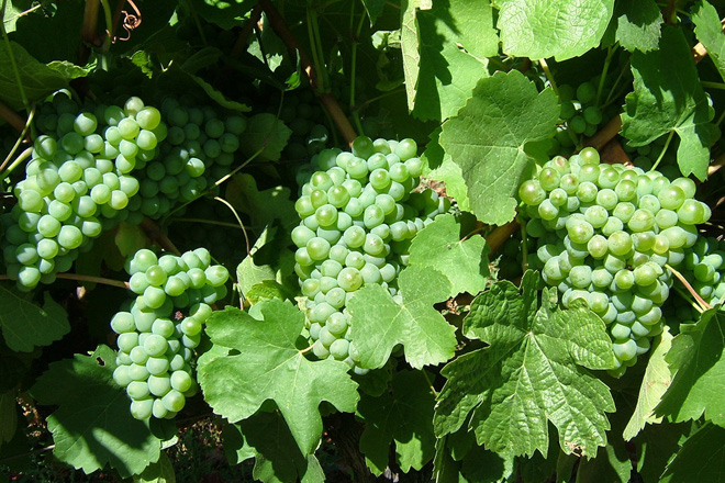 CARBALLAL_VALDEORRAS_UVA_GODELLO