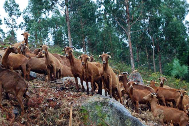 cabras meira estandar portada