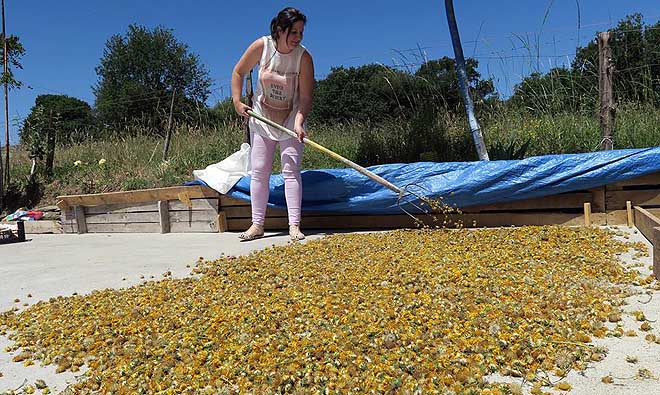 Luz Divina Castelo, en el proceso de volteo de la árnica para mejorar su secado natural.