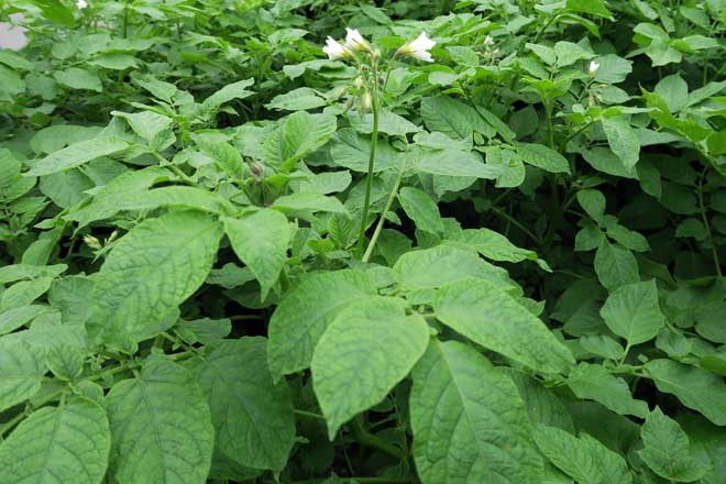 Planta de patata habanera.