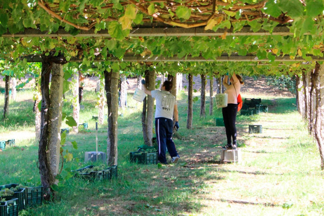 VENDIMA_18_EMPARRADO PARRA BAIXAS 2