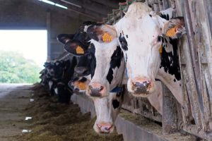 Vacas en produción.