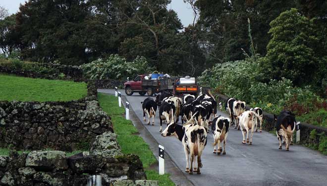 El desplazamiento de las vacas a los pastos por la carretera es una estampa habitual en las Azores.