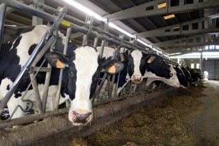 vacas producion
