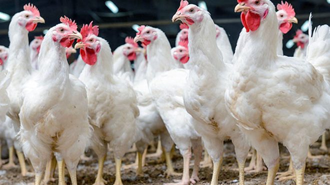 Polos