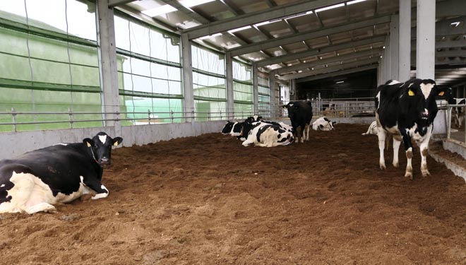 Vacas secas en cama fría de compost en Gandaría Varela de Castro de Rei