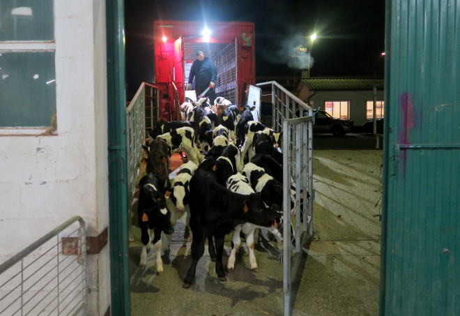Descarga de becerros no Mercado de Castro Riberas de Lea