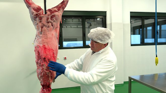 José Luis amosa un xabarín nas instalacións da sala de despece da Fonsagrada