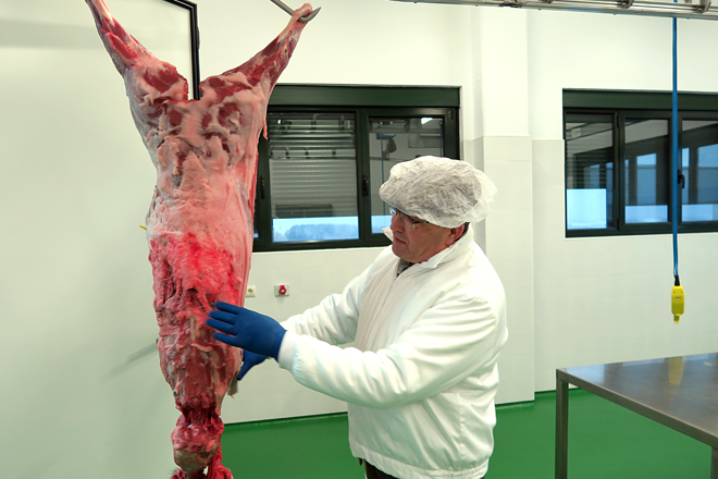 José Luis amosa un xabarín nas instalacións da sala de despece da Fonsagrada