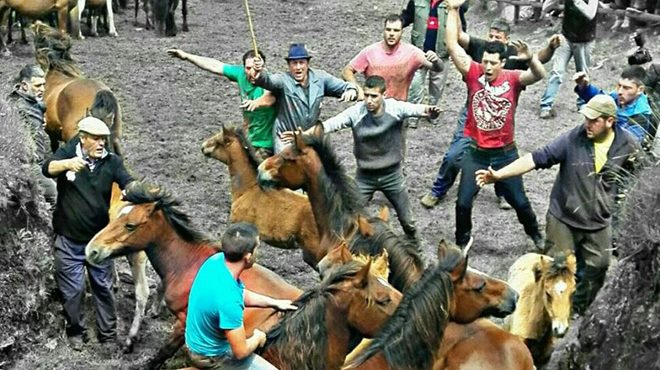 Rapa no curro de Campo do Oso. FOTO: ANDREA GACIO