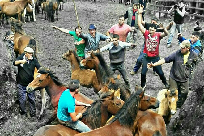 Rapa no curro de Campo do Oso. FOTO: ANDREA GACIO