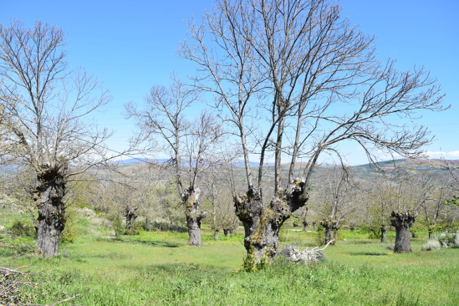 manzaneda castiñeiro souto 1