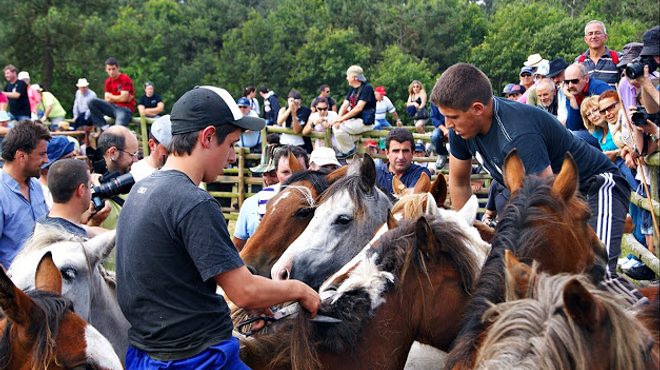 O método que se usa para rapar en Candaoso, subido a cabalo, é único en Galicia