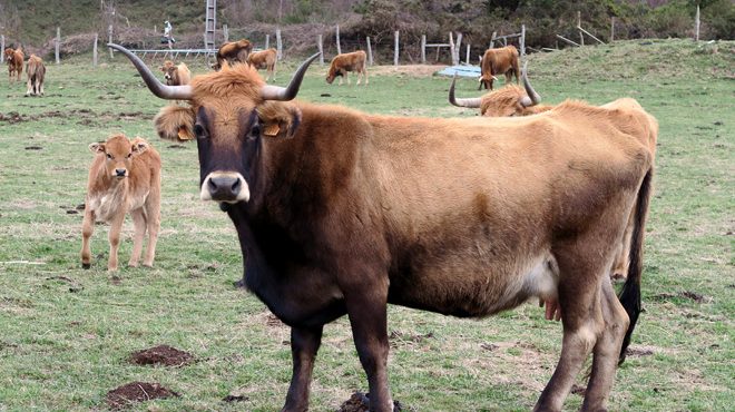 Vaca vianesa na explotación de Ovidio en Barbeitos, na Fonsagrada