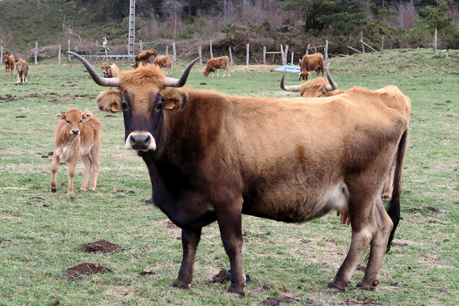 Vaca vianesa na explotación de Ovidio en Barbeitos, na Fonsagrada