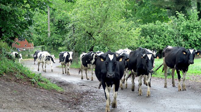 As vacas da Gandeiría Portela volvendo do pasto