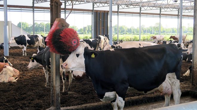 O 80% das vacas que ten esta granxa son animais Procross
