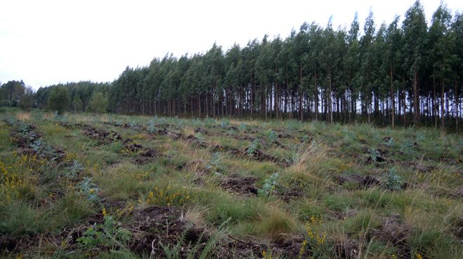 Plantación de eucaliptos feita nas pradeiras do monte comunal