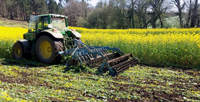 SAT Castro Buxía leva tres anos botando nabos en máis de 30 hectáreas de terreo unha vez sacada a colleita de millo