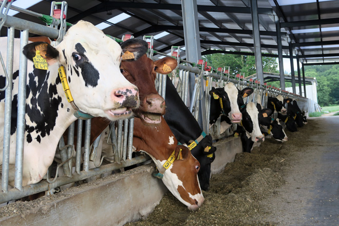 vacas producion2