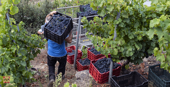 vendima Ribeira Sacra2 2019