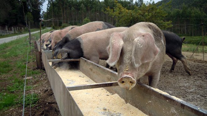 Os animais son alimentados con fariña de millo e de cebada, penso e remolacha azucareira