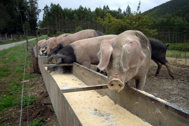 Os animais son alimentados con fariña de millo e de cebada, penso e remolacha azucareira