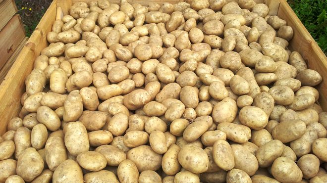 Este ano recolleron máis de 500 toneladas de pataca kenebec