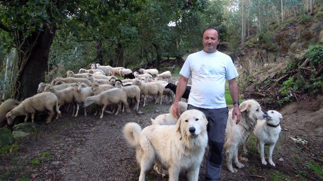 Antonio, cos seus cans e as súas ovellas