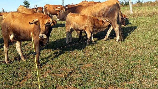 Danos provocados pola rata-toupa nunha gandeiría de carne en extensivo en Triacastela