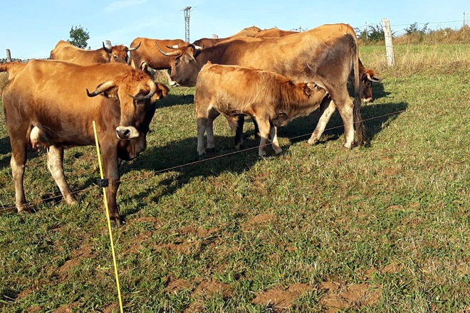 Danos provocados pola rata-toupa nunha gandeiría de carne en extensivo en Triacastela