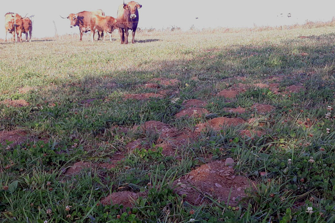 As ratas levantan as pradeiras minguando a súa produción e reducindo a calidade das forraxes