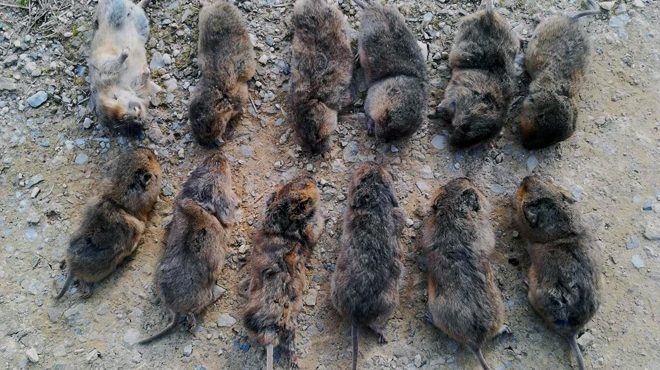 Imaxe dalgunhas das ratas capturadas por un gandeiro da montaña de Lugo