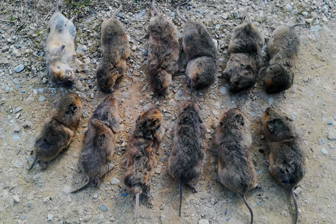 Imaxe dalgunhas das ratas capturadas por un gandeiro da montaña de Lugo