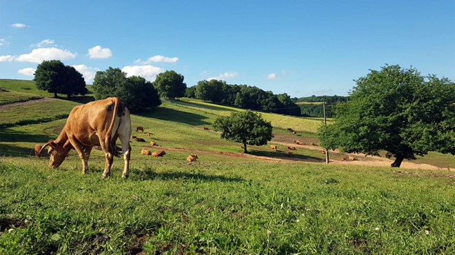 As vacas da explotación familiar están en extensivo e en ecolóxico