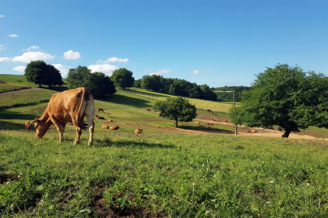 As vacas da explotación familiar están en extensivo e en ecolóxico
