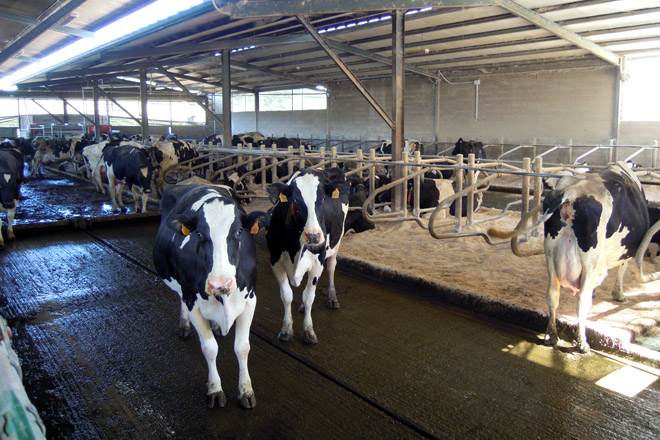 Dispoñen neste momento de 125 vacas en produción