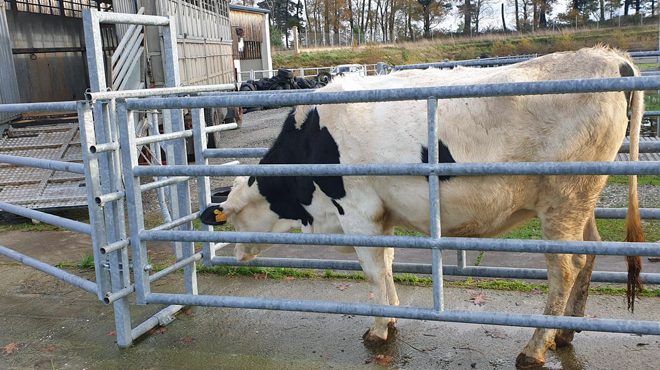 Primeiras xovencas saíndo do centro de recría da Deputación de Lugo en Castro