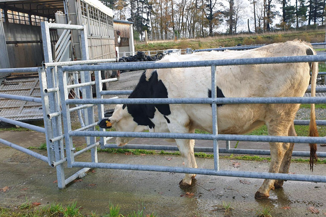 Primeiras xovencas saíndo do centro de recría da Deputación de Lugo en Castro
