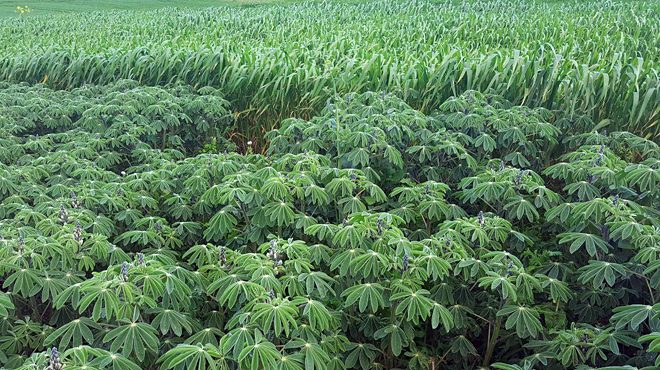 O altramuz pode ser un cultivo interesante para a rotación co trigo