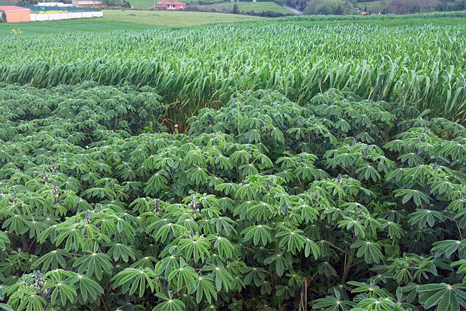 O altramuz pode ser un cultivo interesante para a rotación co trigo